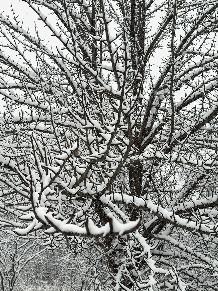 A spiky tree softened with snow