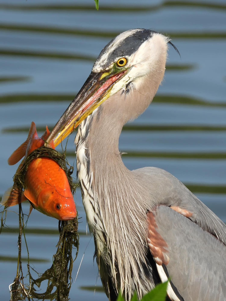 Great Blue Heron, the largest heron found in North America. Despite its large size, up to 4 feet tall with a 6- to 7-foot wingspan, they have hollow bones and weigh only 5 to 6 pounds.