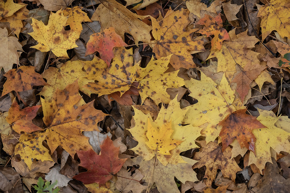 Maple Leaf Rag. Case Eagle Park, Rochester.