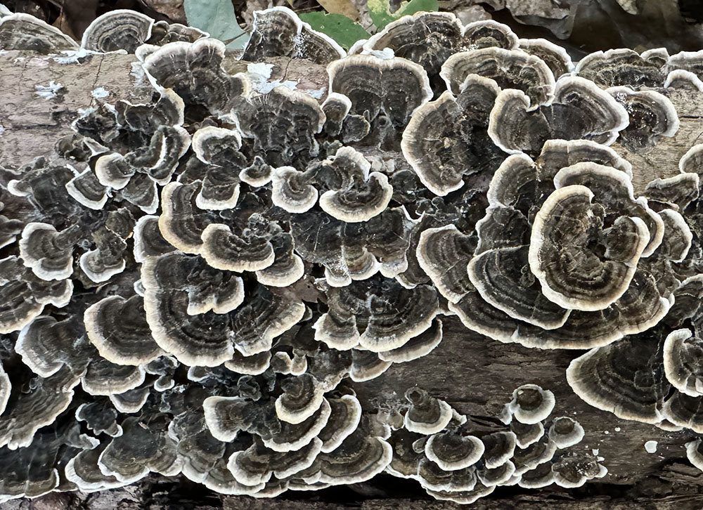 Flourish of Turkey Tails. Forest Exploration Center, Milwaukee County Grounds, Wauwatosa.