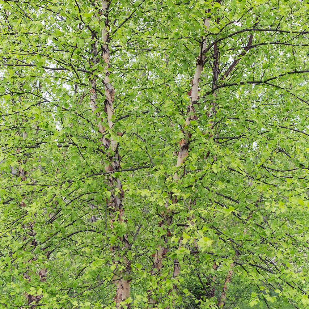 Leafing Out. Hidden Lake Park, Brookfield.