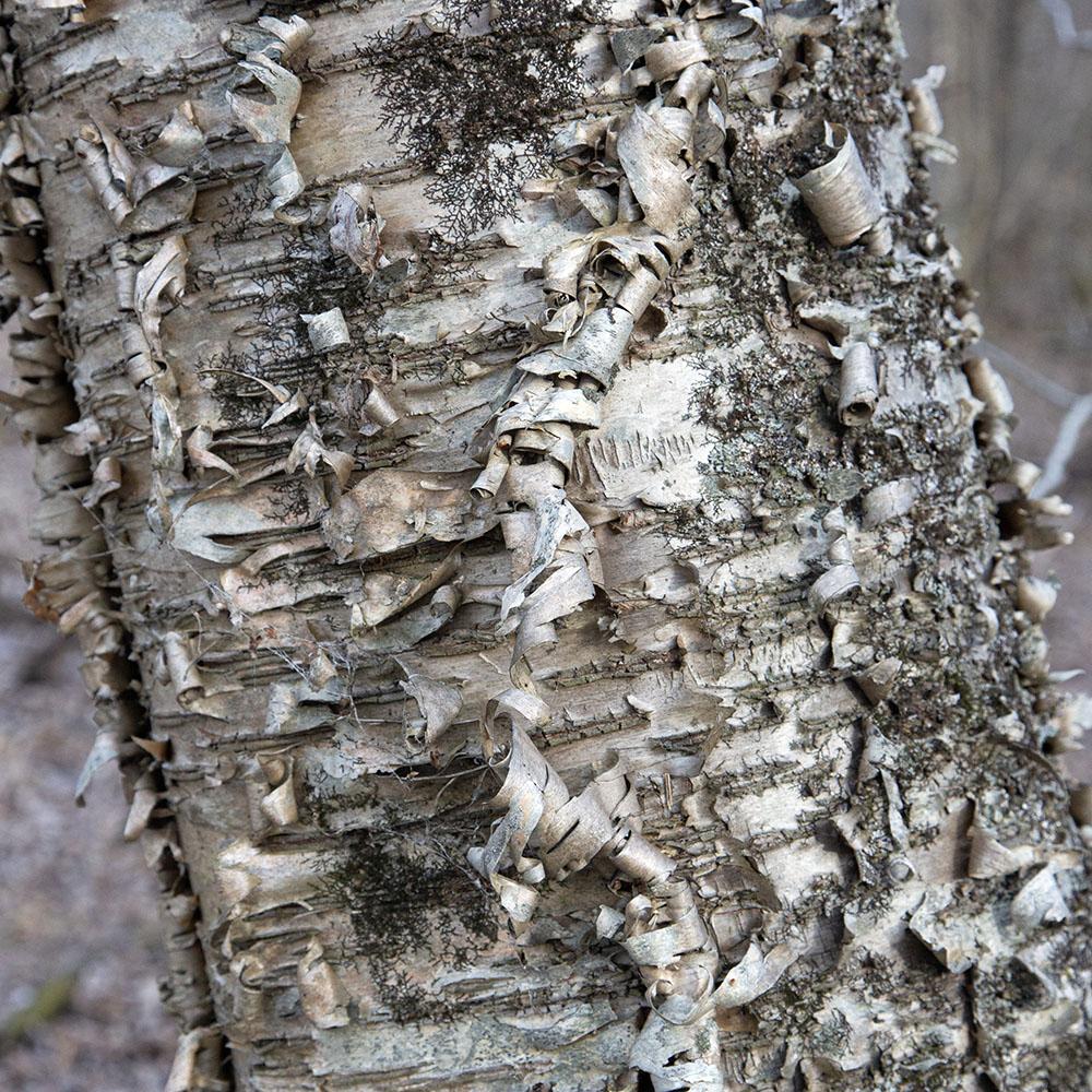 A Peeling Inflection. Jackson Marsh State Wildlife Area, Jackson.