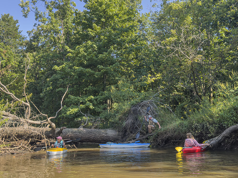 An enormous oak lying across the river is too large to remove, requiring a portage.