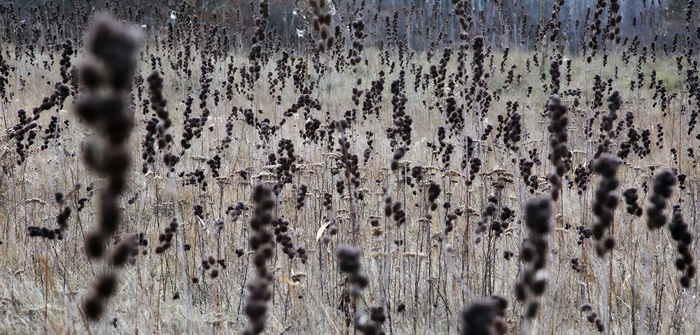 A field of dried seed heads in late autumn