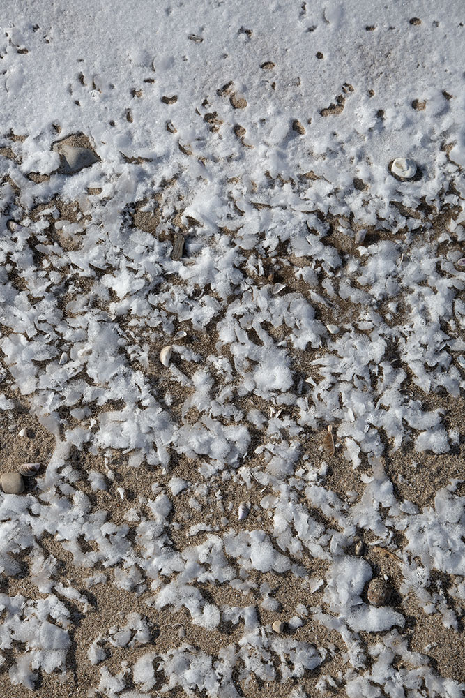 Decay. Shorewood Nature Preserve, Shorewood.