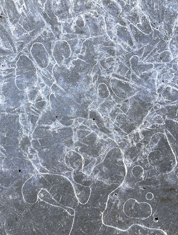 Suspended Animation. Stigler Nature Preserve, New Berlin.