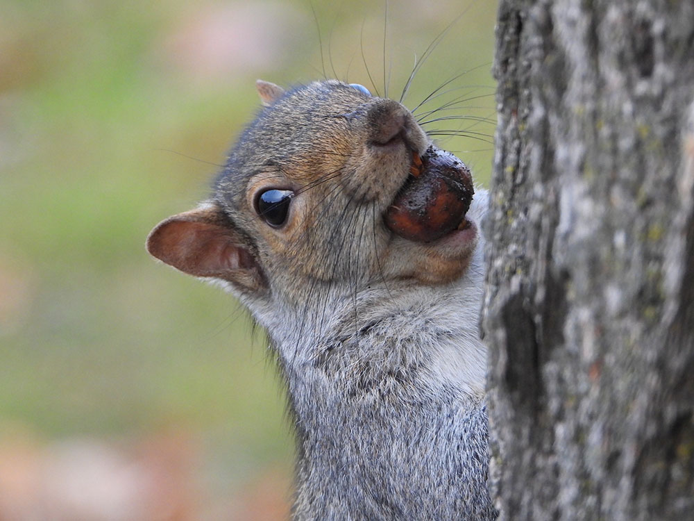 Eastern Gray Squirrel, an important forest regenerator. They often bury nuts in and forget them, allowing new trees to grow. 