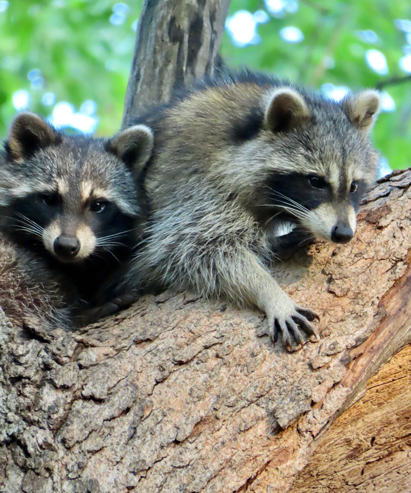 Common Raccoons, typically nocturnal. Highly dexterous, they’re known for their ability to open containers and turn doorknobs.