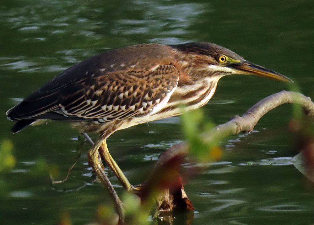 Green Heron. This species is one of the few birds known to use tools, sometimes luring fish by dropping small objects onto the water's surface. 