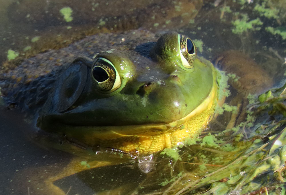American Bullfrog, the largest native frog in North America, growing up to 8 inches in body length. 