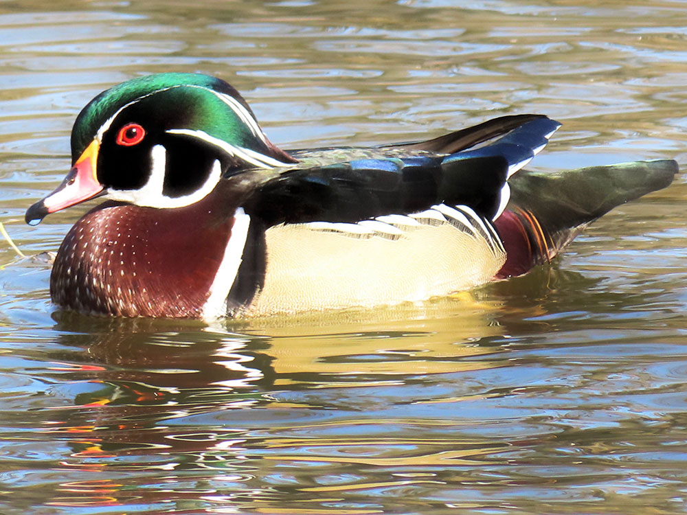 Male Wood Duck, known for its striking appearance. 