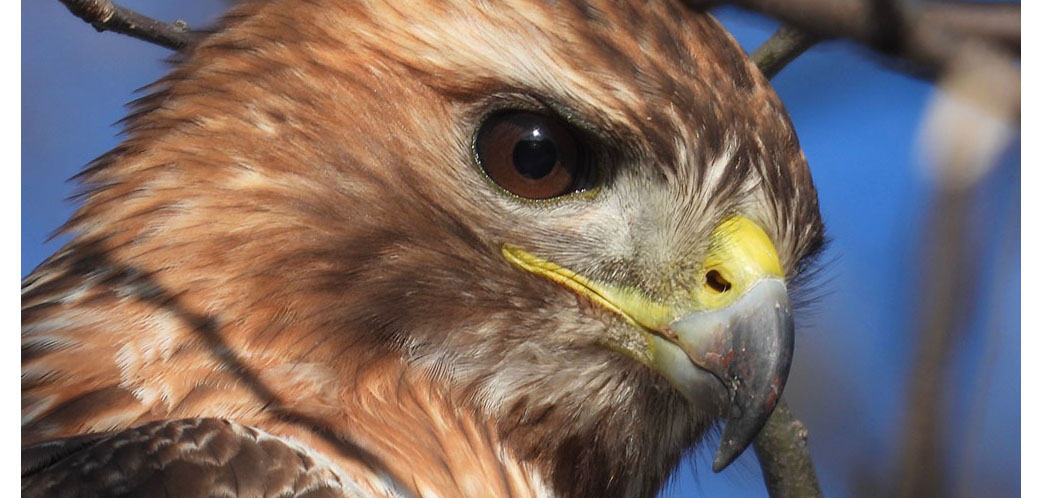 Red-tailed hawk close up