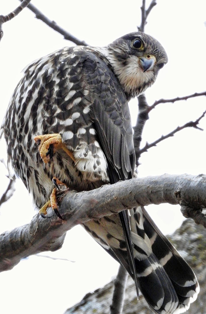 Merlin, a small, powerful falcon, also known as a pigeon hawk. 