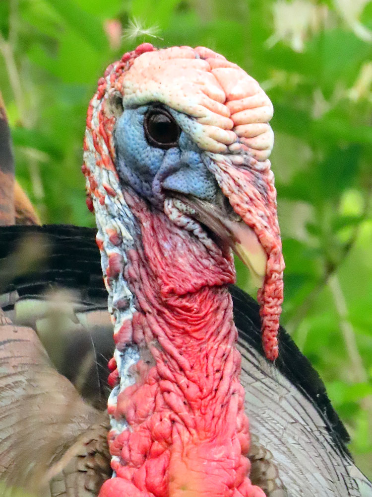 Wild turkey.  Its head and neck colors change with the turkey's mood. A solid white head and neck indicate excitement. 