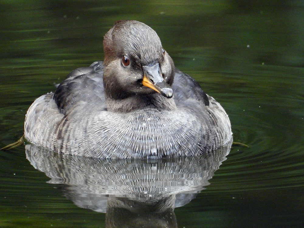 Female Hooded Merganser, a small diving duck native to North America. 