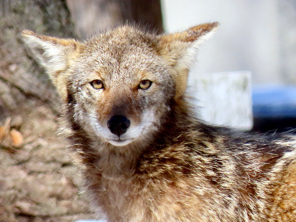 Coyote, highly adaptable to habitats including forests, grasslands and urban areas. They are naturally wary of humans and generally keep a reasonable distance. 