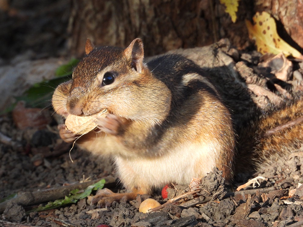 Eastern Chipmunk with a peanut, or two or three, in its mouth.