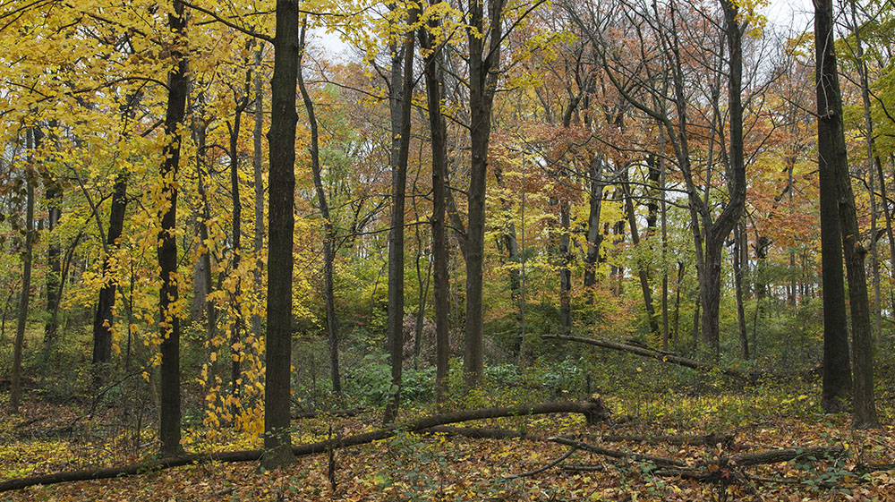 17.6-acre Noyes Park at Good Hope and 76th St. is home to a pool, golf course and this lovely woodland.