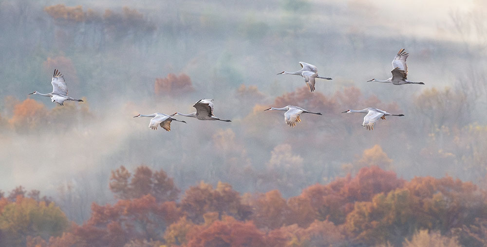 A formation of sandhill cranes in flight