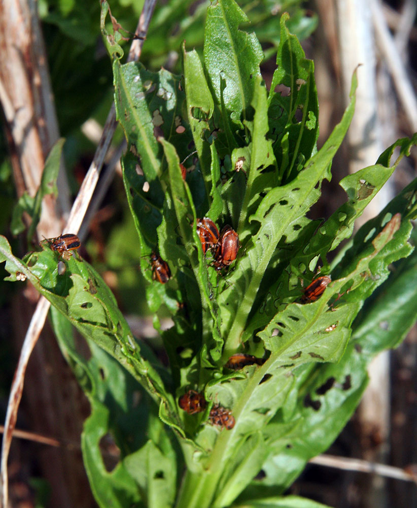 Purple Loosestrife beetles on the leaves of the plant at a site in the Southern Kettle Moraine State Forest where they were introduced in 2007 in order to control the spread of the invasive species.