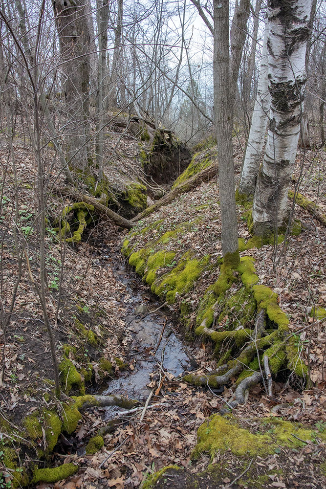 A baby gorge in the making along the bluff trail.