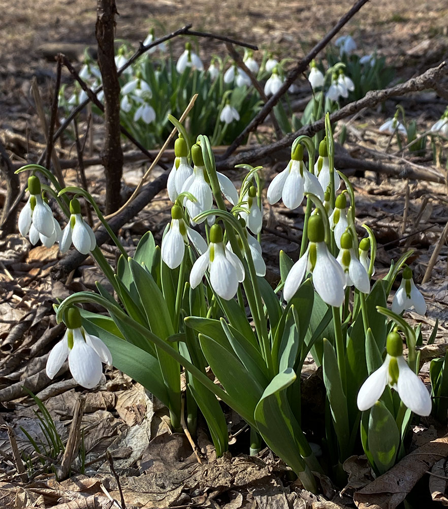 Snowdrops, another pretty flower than many people don't know is invasive. Seen along the Beerline Trail in the Milwaukee River Greenway.