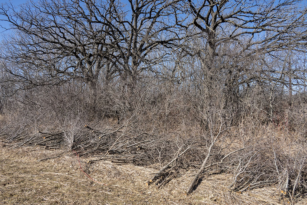 Winter buckthorn cuttings at Big Muskego Lake Wildlife Area in Muskego.