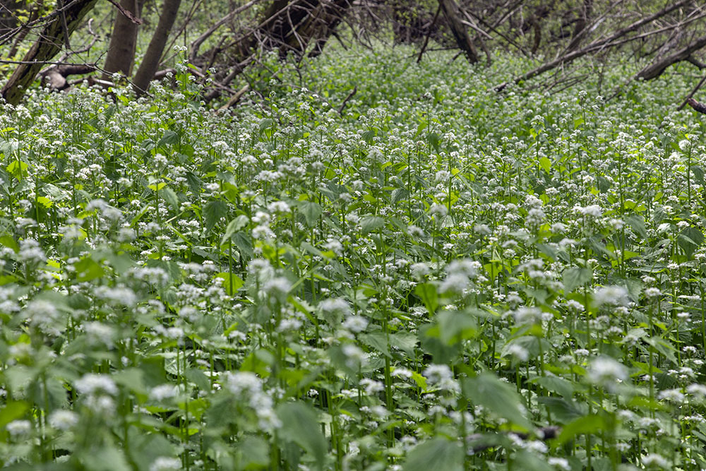Garlic Mustard can be even more aggressive than Dame's Rocket, actively poisoning the soil to prevent other species from competing. Cambridge Woods in the Milwaukee River Greenway.