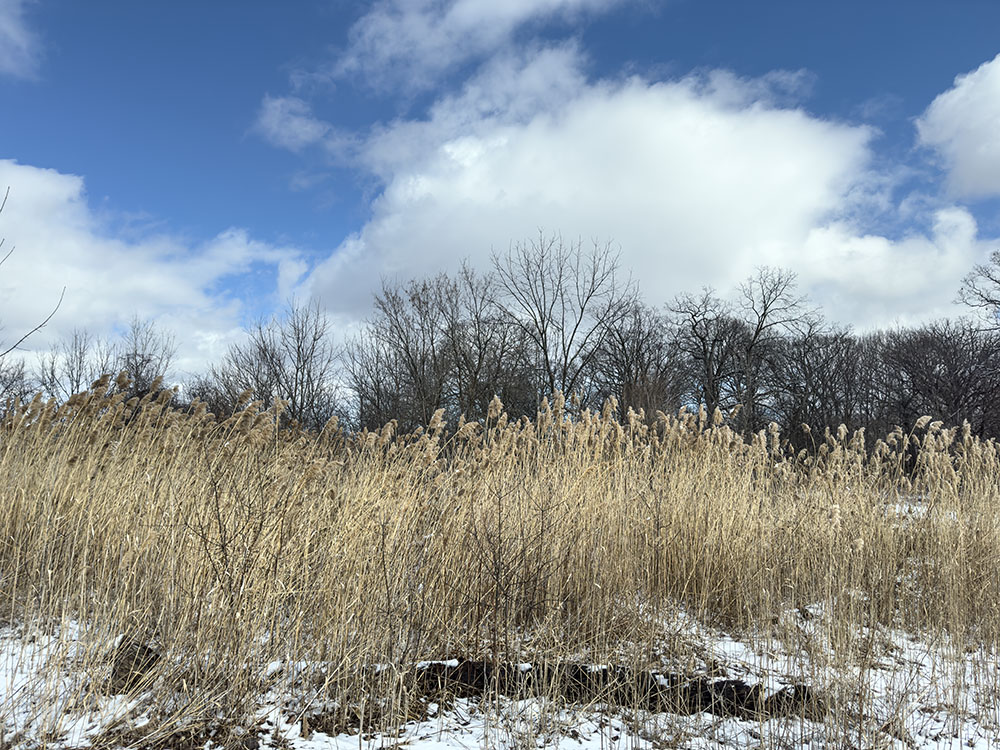 Invasive Phragmites, which can grow up to 20 ft tall, can also remain standing throughout the winter, as seen here at County Grounds Park in Wauwatosa.