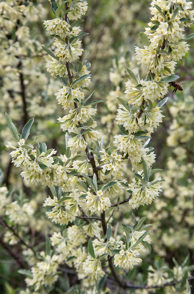 Another deceptively attractive invasive species is Autumn Olive, seen here at Decorah Woods Preserve in West Bend.