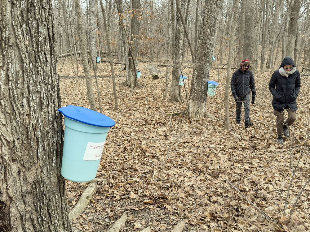 The tour group heads back to the pavilion, leaving behind one more bucket catching sap.