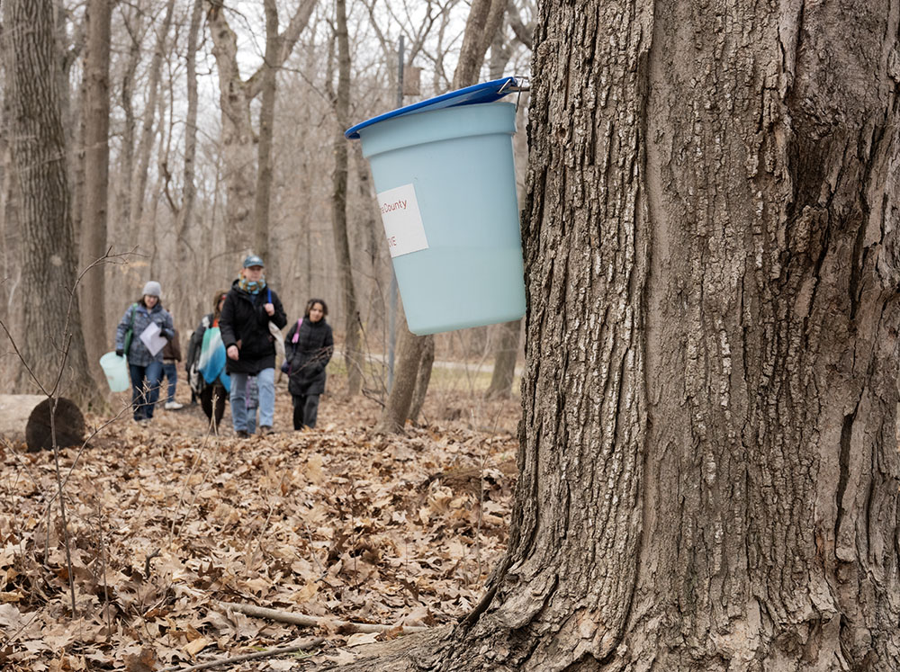 The tour group hikes a short way into the forest to where there is a grouping of sugar maples, some of which have already been tapped.