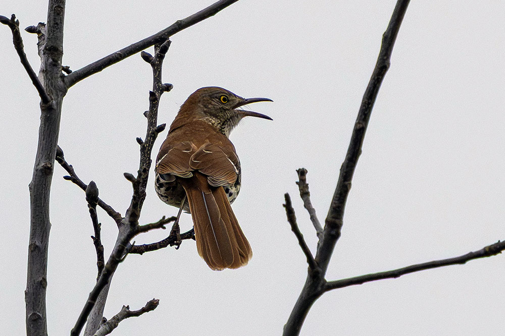 A brown thrasher sings out from a high branch.