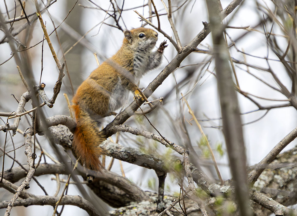 Birds were not the only wildlife we saw. Here a red squirrel seems to be waving as we pass by. 