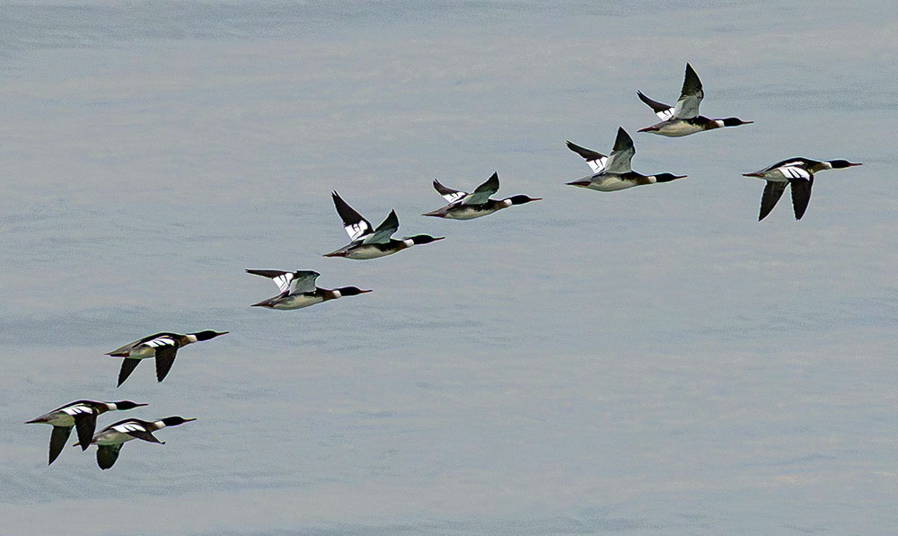 A flock of mergansers flying over the lake. 