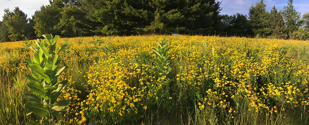A panoramic view of invasive Bird's-foot Trefoil at Lapham Peak State Park. 