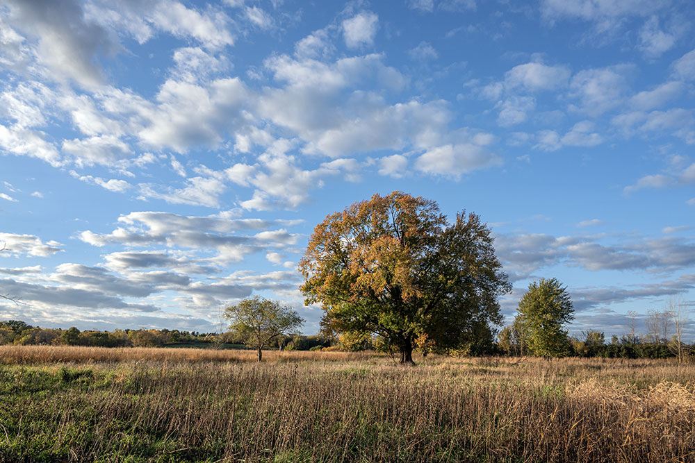 A prairie scene in Little Menomonee Creek Prairie in Mequon, one of 167 properties protected by MMSD in its Greenseams program.
