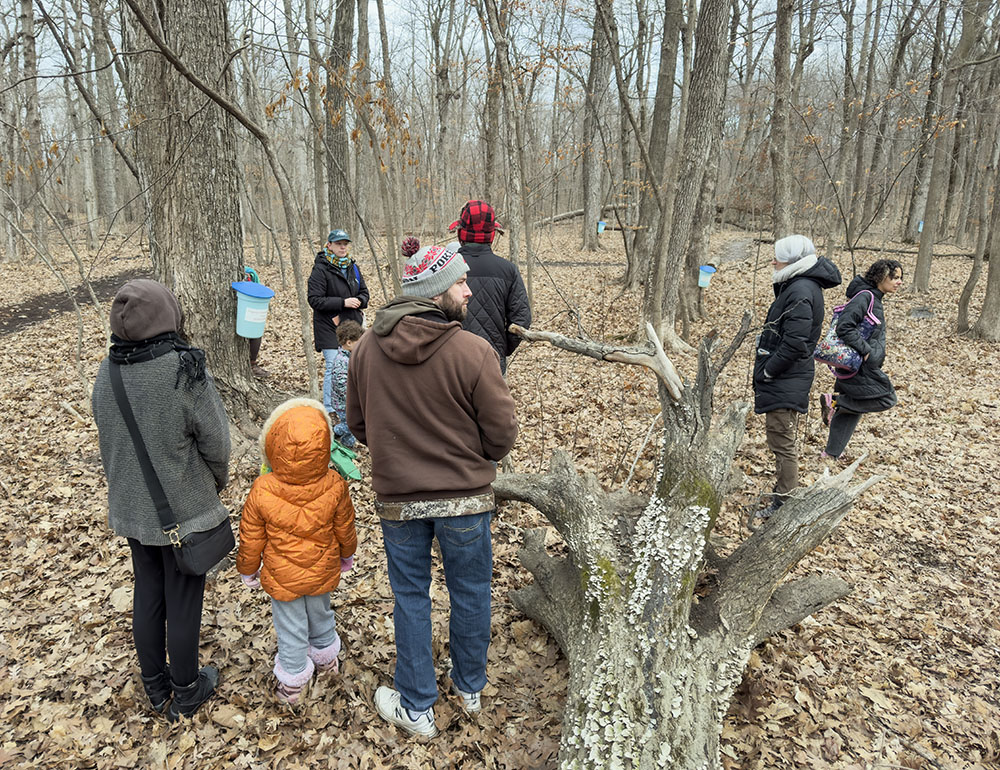 After learning how to identify a suitable tree for tapping the group splits up to search for candidates.