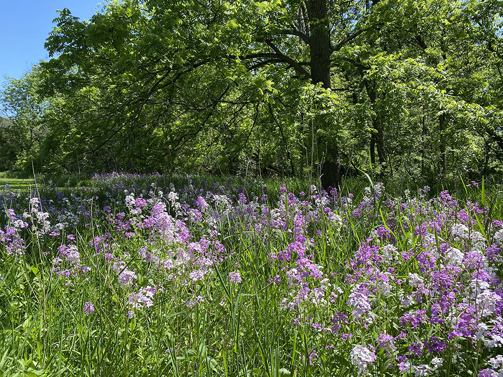 But, like other invasive species, Dame's Rocket tends to out-compete native species and crowd them out, taking over large areas like this one along the Menomonee River Parkway in Wauwatosa.