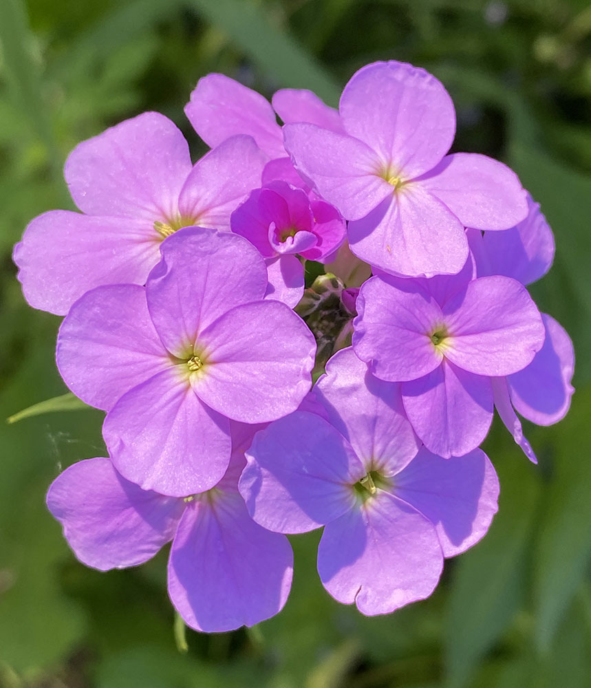 Some invasive species are deceptively attractive, such as this example of Dame's Rocket (also pictured above).