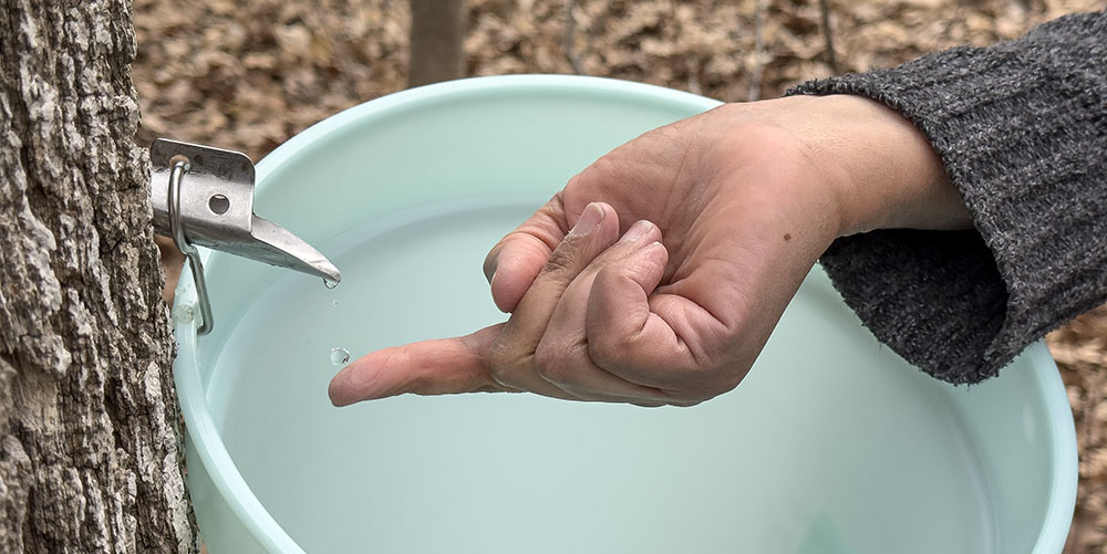 Tasting maple sap right from the tree