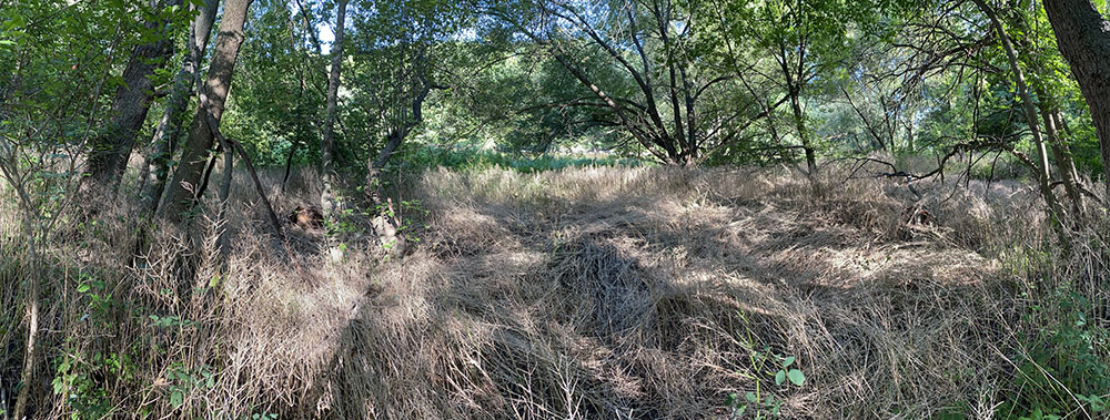 Although not unattractive when it's flowering, garlic mustard dries out in mid-summer leaving behind huge swaths of ugly stems for the rest of the season. Pleasant Valley Park in the  Mke R Greenway.