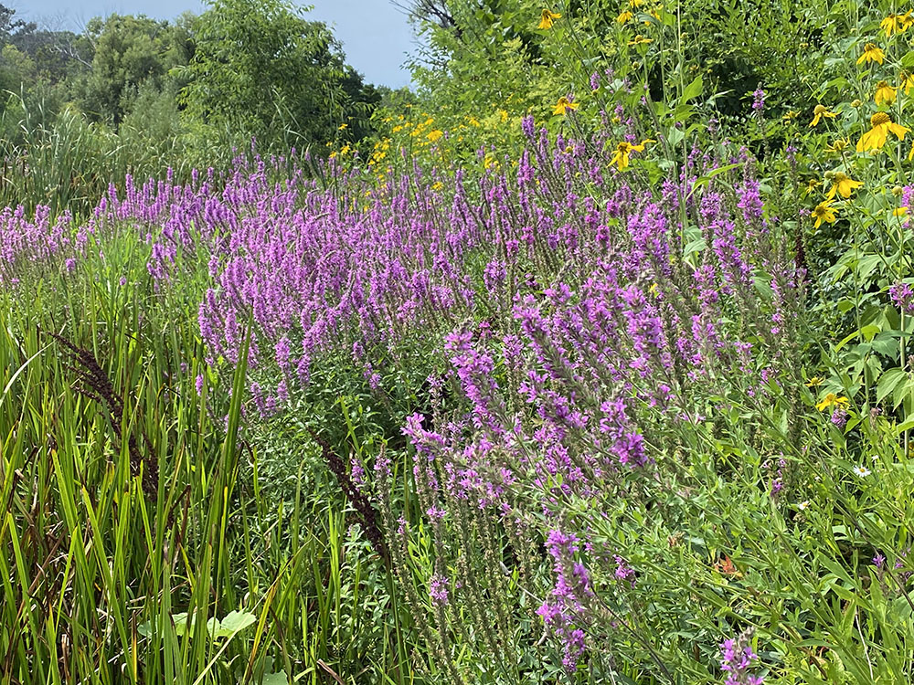 Purple Loosestrife in full bloom in a wetland along the Menomonee River Parkway in Wauwatosa.