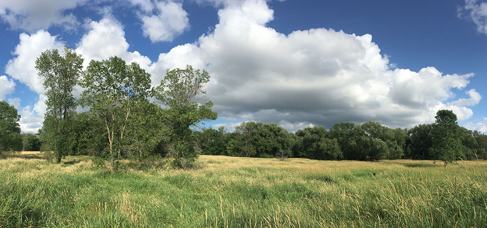 A sea of invasive Reed Canary Grass waving in the wind. Menomonee River Parkway, Menomonee Falls.