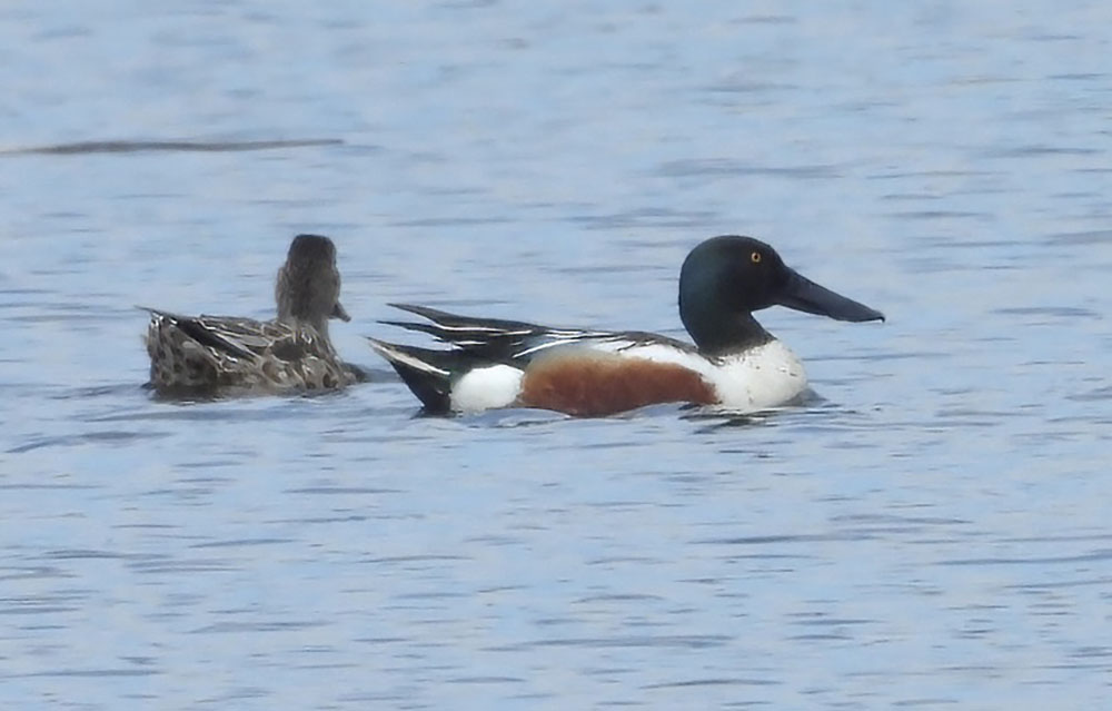 Northern shovelers (note the long bill that gives them that name). 