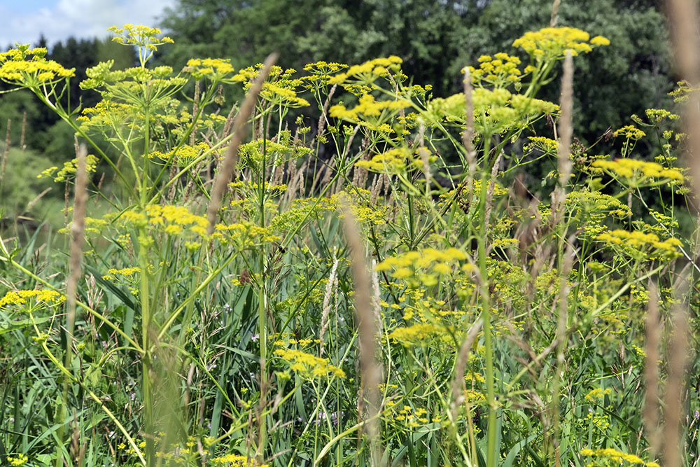 Wild Parsnips gone wild at Spirit Lake Preserve in Mequon. In addition to being invasive, this plant can cause severe burns when skin is exposed to its toxic sap.