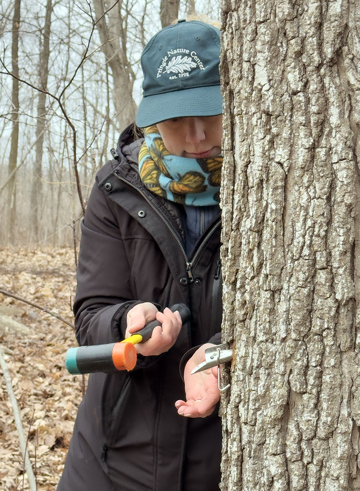 Pounding in the spile, which is specially designed to hold a bucket into which it drains the sap.