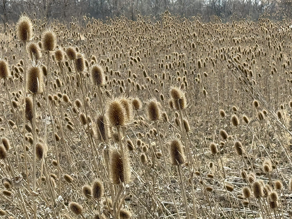 The dried and seriously prickly stalks of invasive Teasel remain standing all winter. County Grounds Park in Wauwatosa.