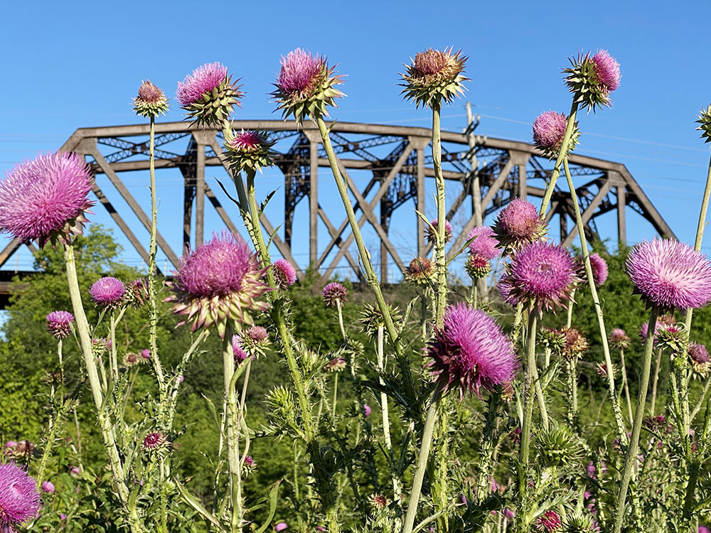 A prodigious patch of thistles in the Underwood Creek Parkway in Wauwatosa.