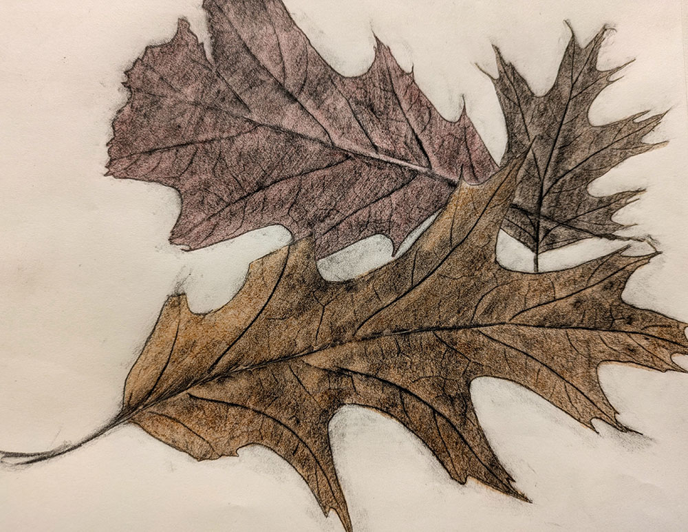 Leaf rubbings from the Eschweiler Conservancy - velum with pencil and marker.